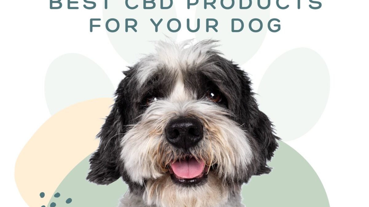 Best CBD Products for your Dog