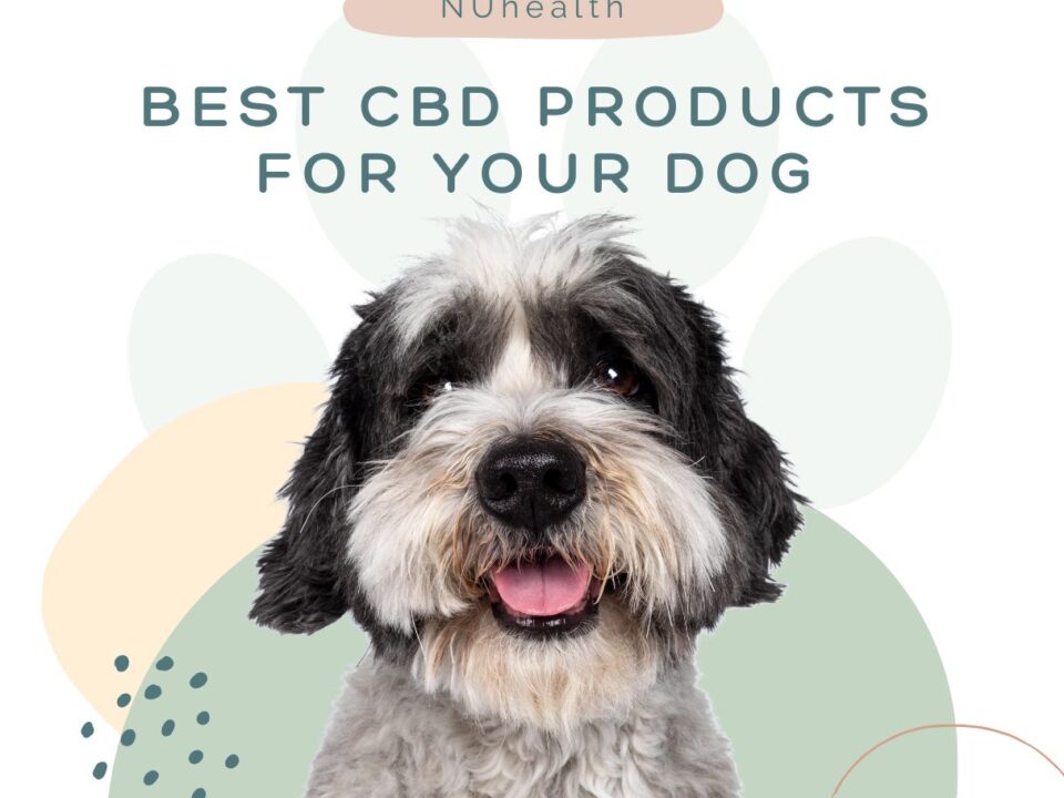 Best CBD Products for your Dog